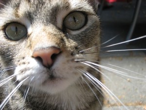 186781048_d41b264203